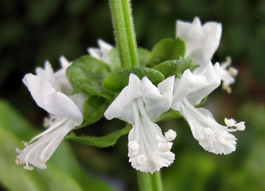 Fiori e foglie